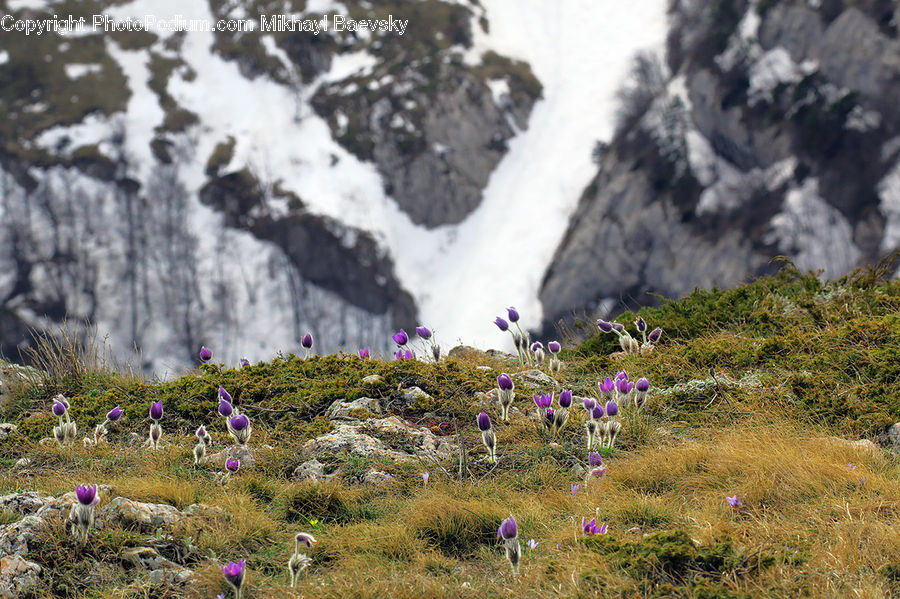 Blossom, Crocus, Flora, Flower, Plant, Crest, Mountain