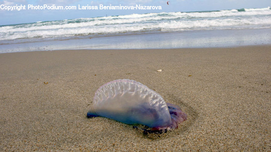 Clam, Sea Life, Seashell, Conch, Invertebrate, Outdoors, Sand