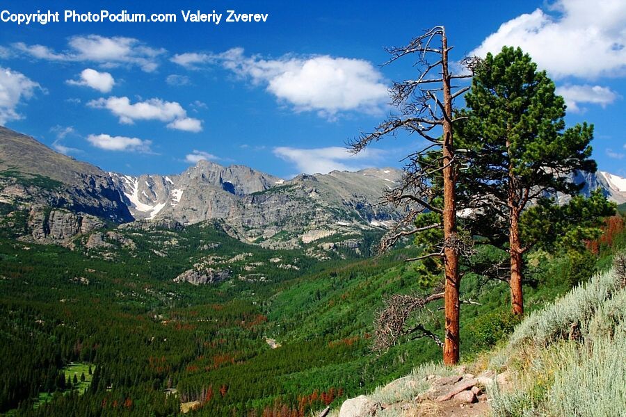 Conifer, Fir, Pine, Plant, Spruce, Tree, Alps