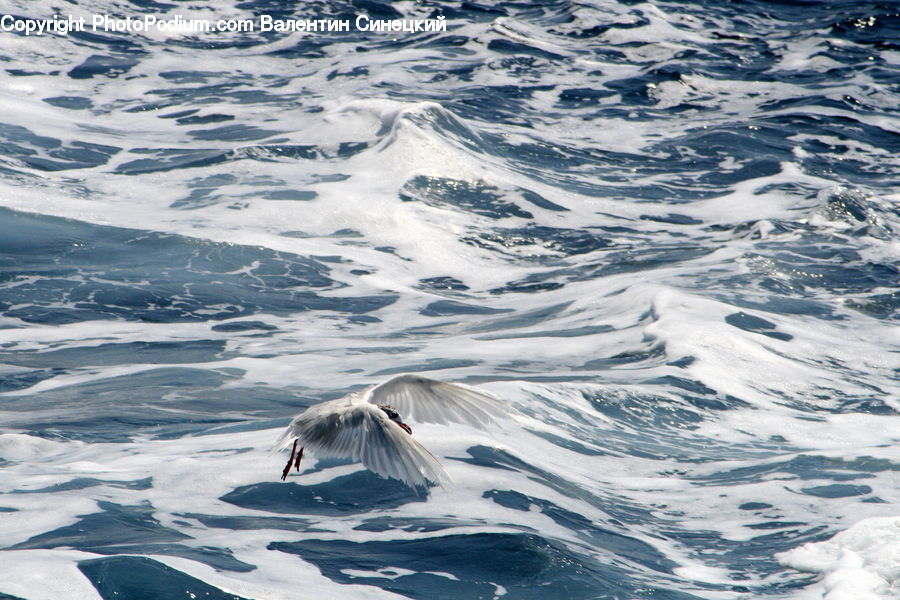 Animal, Dolphin, Fish, Sea Life, Arctic, Glacier, Ice