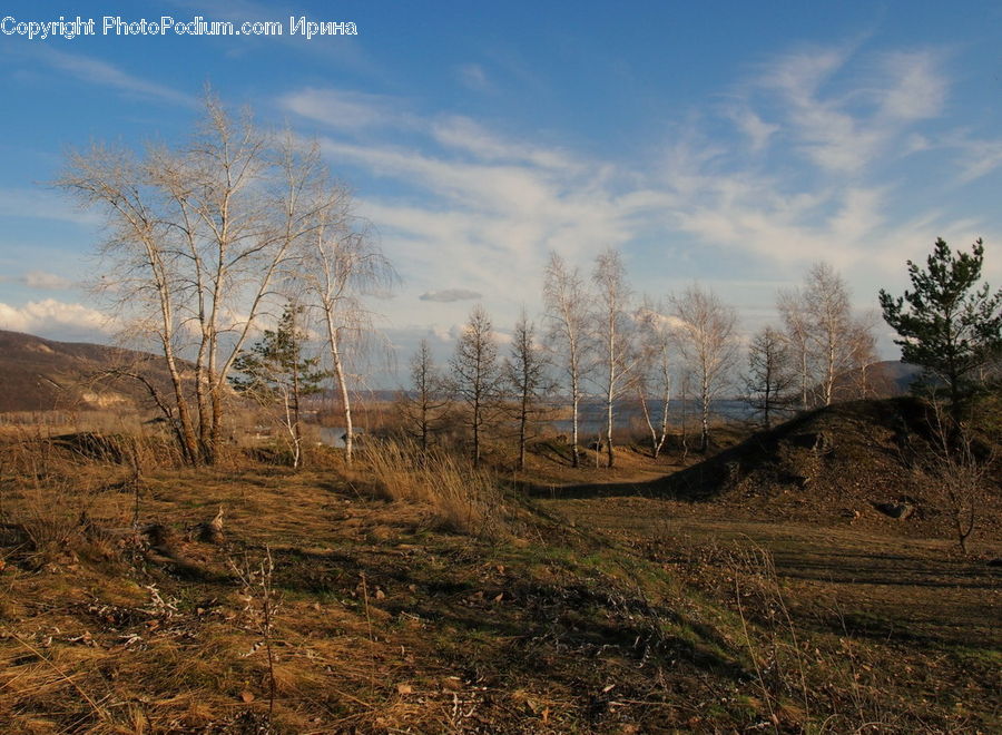 Field, Grass, Grassland, Land, Outdoors, Plant, Tree