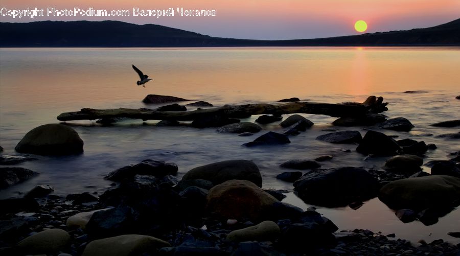 Rock, Coast, Outdoors, Sea, Water, Bird, Seagull