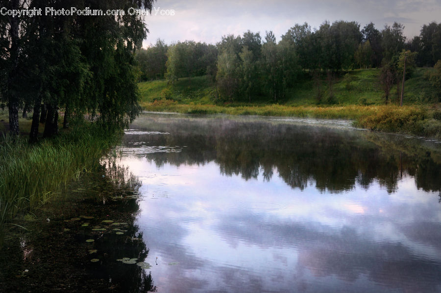 Outdoors, Pond, Water, Land, Marsh, Swamp, Forest