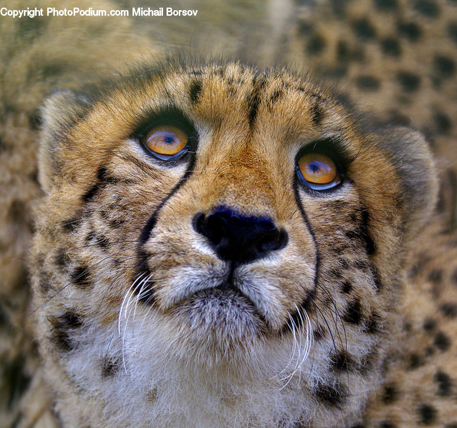 Animal, Lion, Wildlife, Leopard, Lynx, Snow Leopard, Jaguar