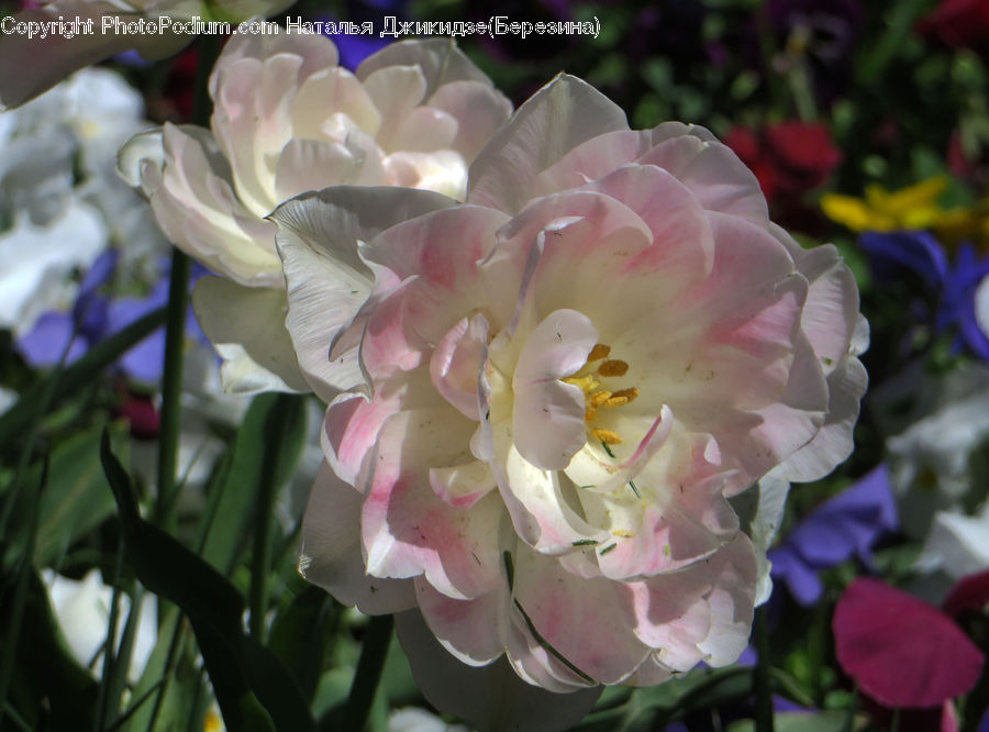Flora, Flower, Gladiolus, Plant, Blossom, Rose, Peony