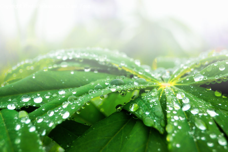 Leaf, Plant, Field, Grass, Grassland, Blossom, Flora