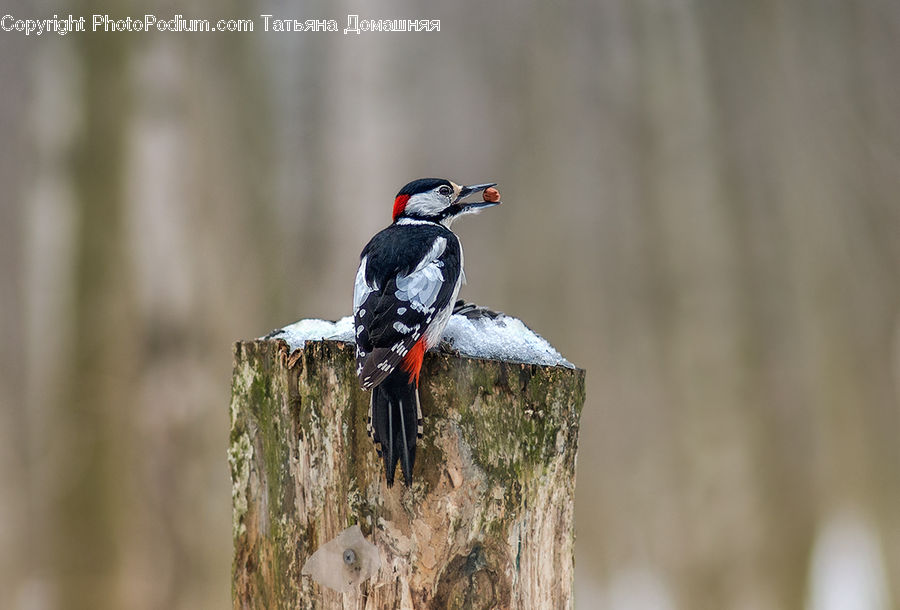 Bird, Flicker Bird, Woodpecker, Agelaius, Crow