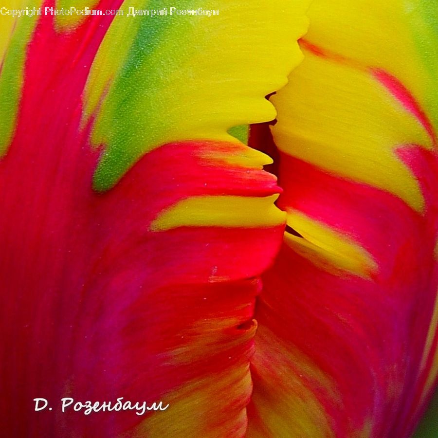 Flora, Flower, Gladiolus, Plant, Blossom, Petal, Cactus