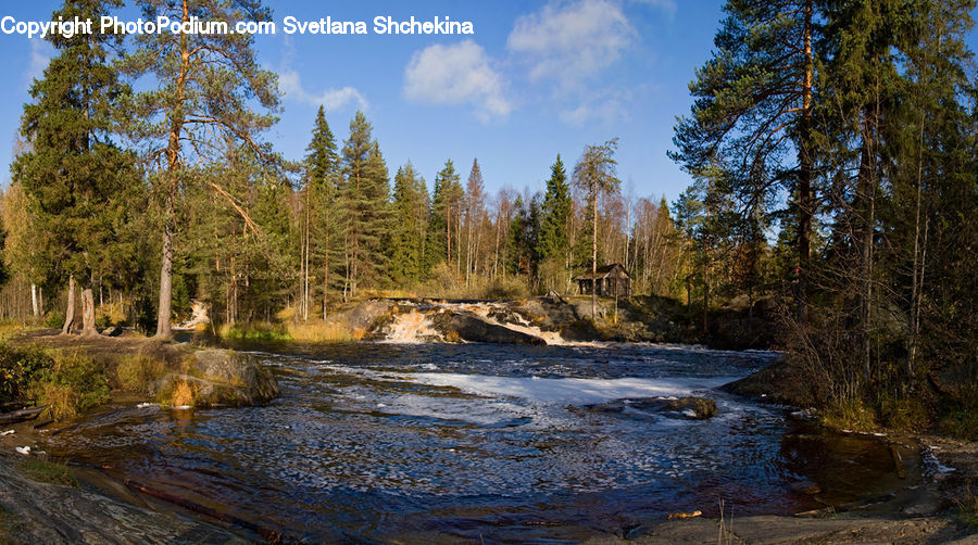 Creek, Outdoors, River, Water, Forest, Grove, Land