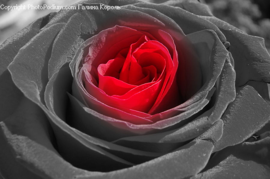 Blossom, Flower, Plant, Rose, Flora, Petal