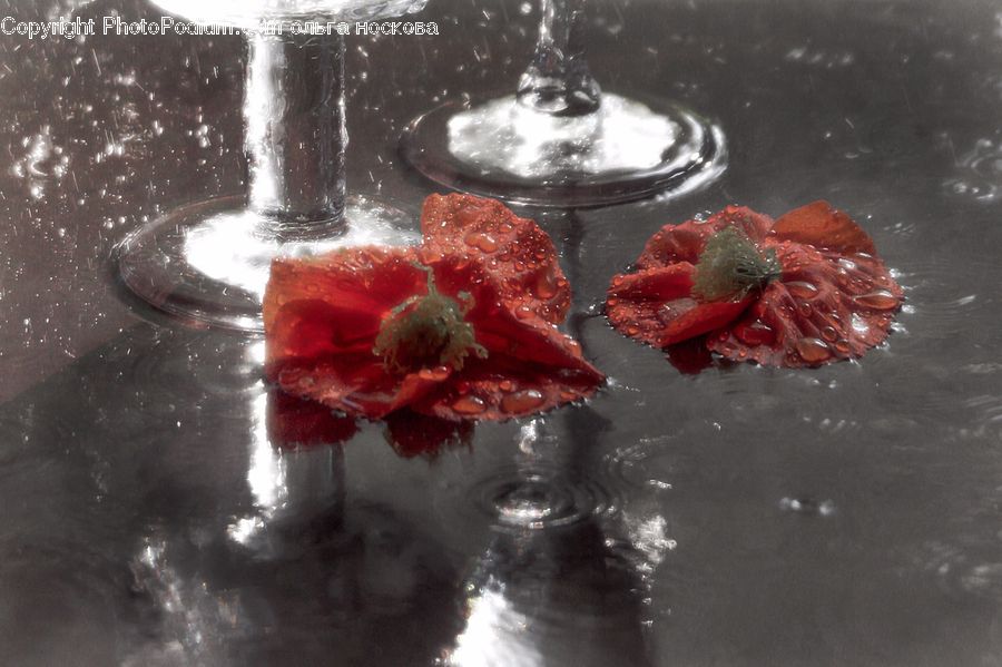 Water, Blossom, Flora, Flower, Geranium, Plant, Ornament