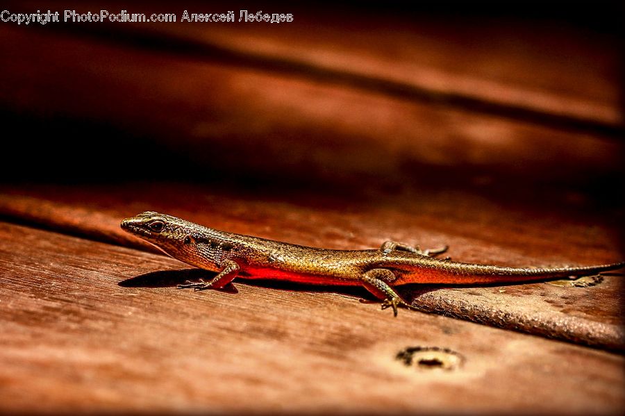 Lizard, Reptile, Amphibian, Salamander, Wildlife, Cricket Insect, Grasshopper