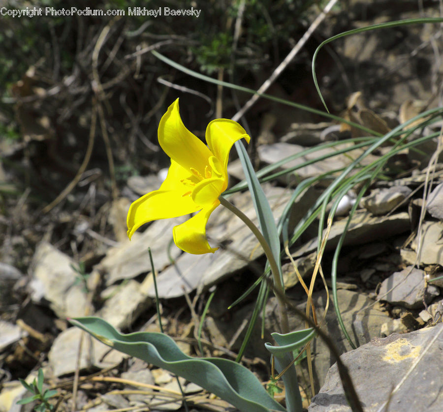 Flora, Flower, Gladiolus, Plant, Blossom, Daffodil, Crocus
