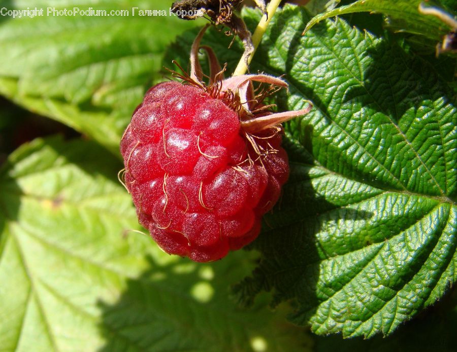 Fruit, Raspberry, Fern, Plant, Herbs, Mint, Conifer