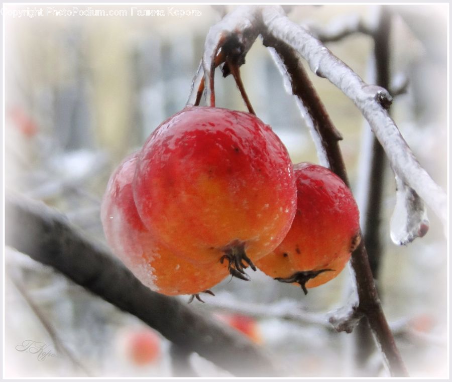 Fruit, Cherry, Hip Fruit