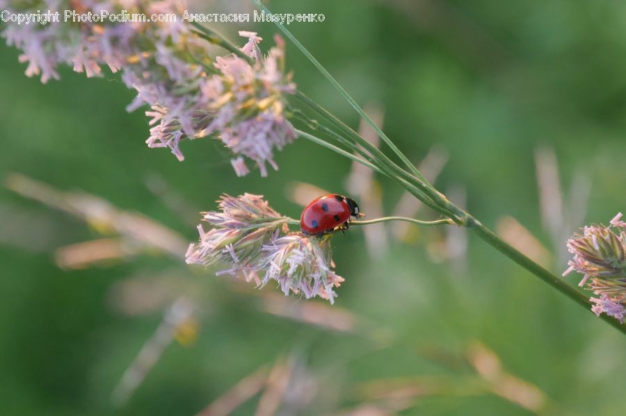 Conifer, Fir, Plant, Tree, Insect, Invertebrate, Blossom