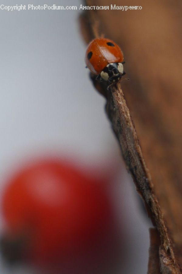 Ant, Insect, Invertebrate, Finger, Droplet, Bird, Puffin