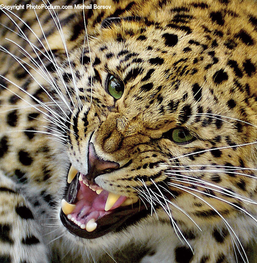 Animal, Leopard, Wildlife, Jaguar, Cat, Mammal, Pet