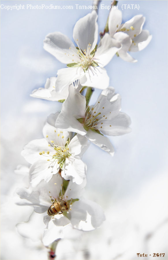 Blossom, Flora, Flower, Plant, Cherry Blossom, Crocus, Anther