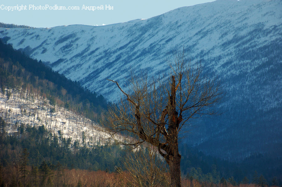 Conifer, Fir, Plant, Tree, Nature, Outdoors, Landscape