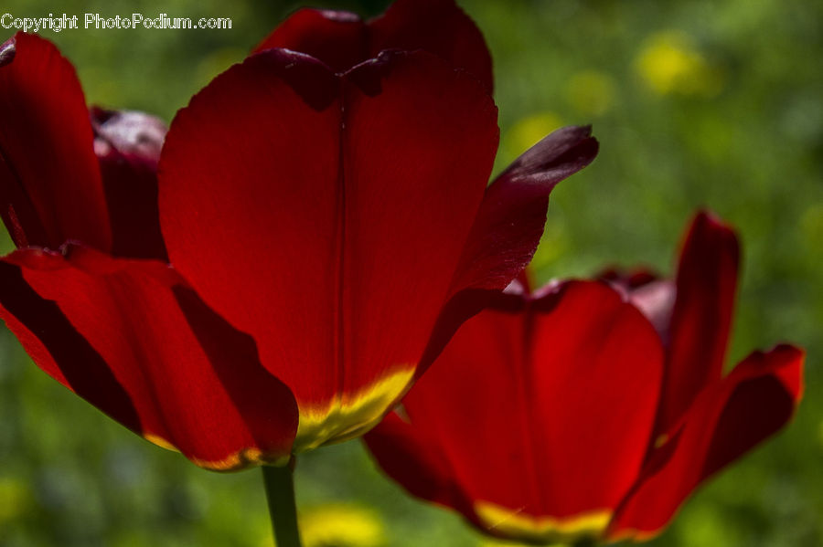 Blossom, Flora, Flower, Petal, Plant, Gladiolus, Geranium