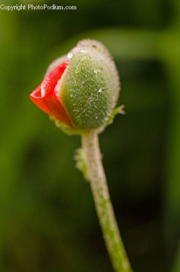 Bud, Plant, Blossom, Flora, Flower, Fruit