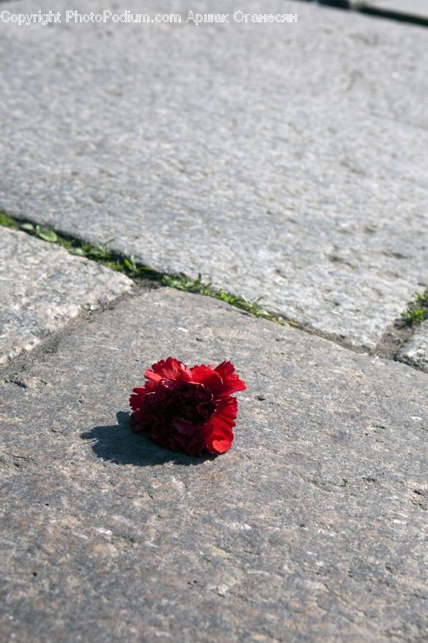Blossom, Carnation, Flower, Plant, Peony, Pavement, Flower Arrangement