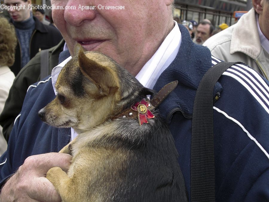 People, Person, Human, Animal, Canine, Chihuahua, Dog