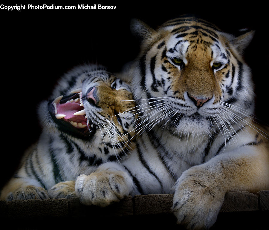 Animal, Mammal, Tiger, Face, Selfie