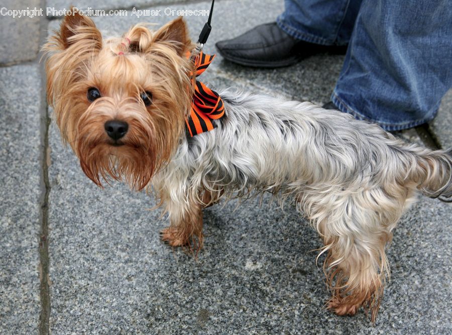 Animal, Canine, Dog, Mammal, Pet, Terrier, Blonde