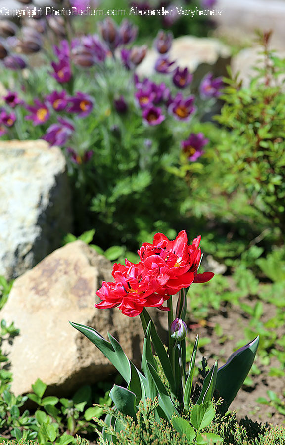 Blossom, Flora, Flower, Geranium, Plant, Carnation, Peony