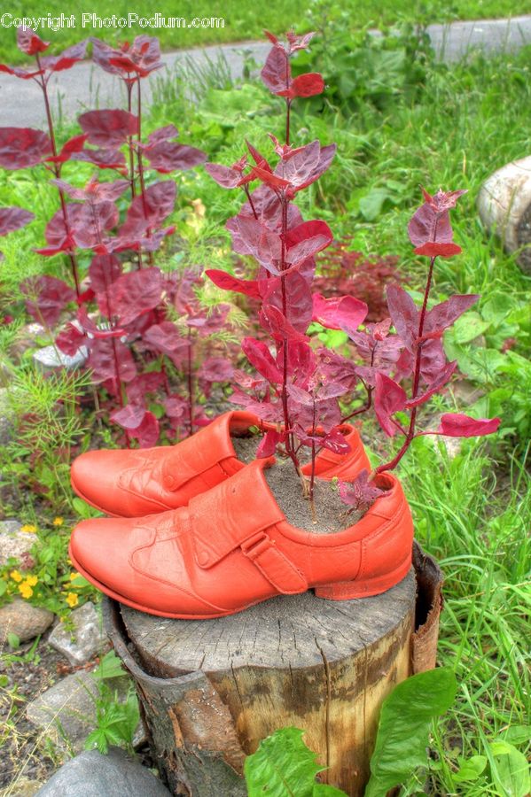 Blossom, Flora, Flower, Plant, Poppy, Aquilegia, Boot