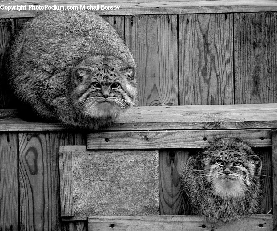 Animal, Zoo, Head, Portrait