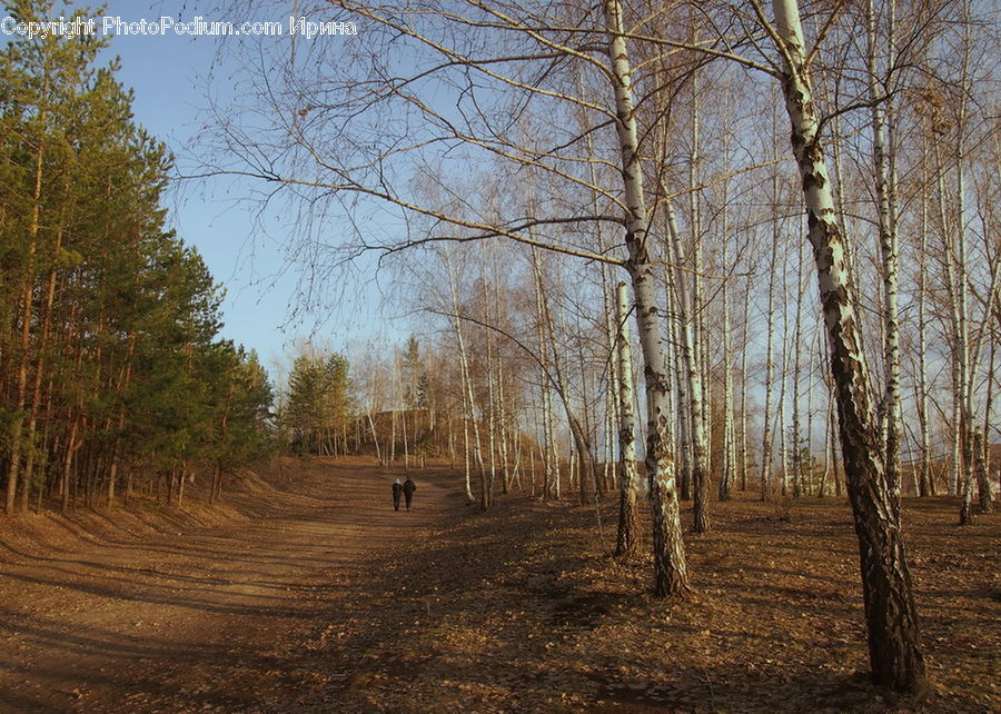 Birch, Tree, Wood, Dirt Road, Gravel, Road, Forest