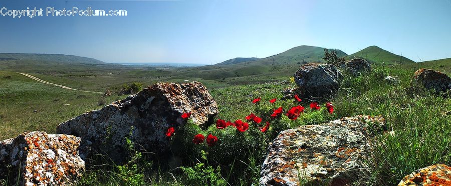 Tree Stump, Crest, Mountain, Outdoors, Peak, Blossom, Flora