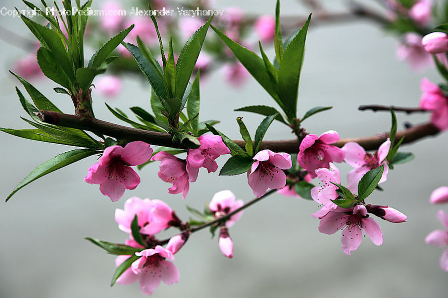 Blossom, Flora, Flower, Plant, Geranium, Cherry Blossom, Floral Design