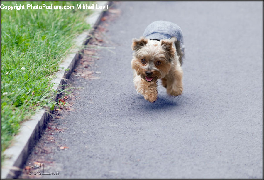 Animal, Canine, Dog, Mammal, Pet, Terrier, Adorable