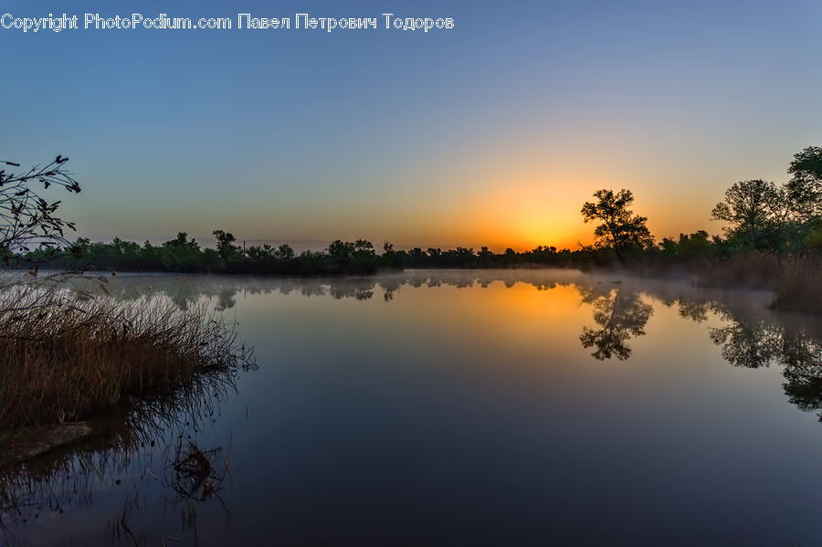 Fog, Land, Marsh, Pond, Swamp, Water, Plant