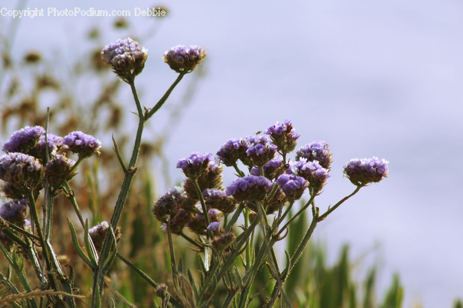 Lavender, Plant, Blossom, Flora, Flower, Lilac, Aster