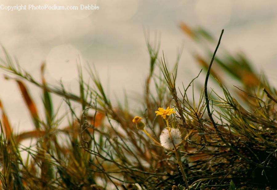 Field, Grass, Grassland, Plant, Reed, Blossom, Crocus