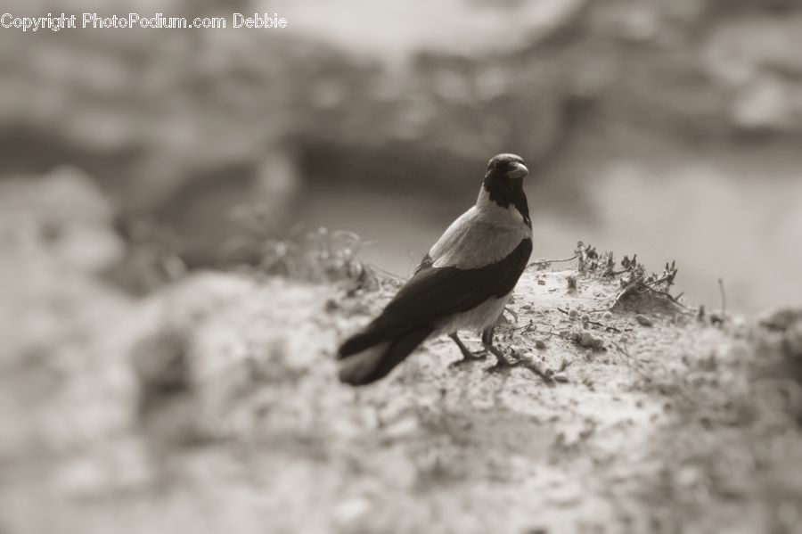 Bird, Blackbird, Crow, Pigeon, Swallow