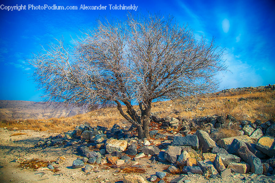 Rock, Rubble, Blossom, Cherry Blossom, Flower, Bush, Plant