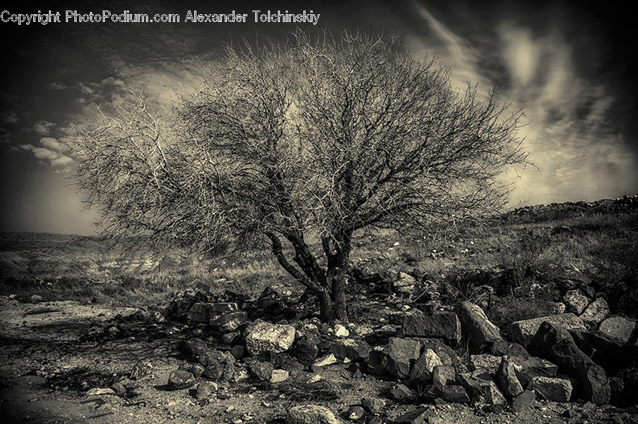 Plant, Tree, Rubble, Bush, Vegetation, Conifer, Fir
