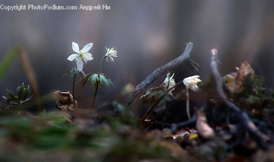 Moss, Plant, Apiaceae, Blossom, Flora, Flower, Cosmos