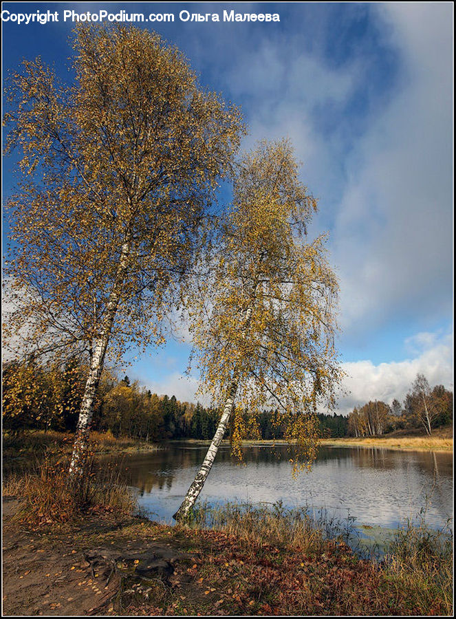 Birch, Tree, Wood, Plant, Landscape, Nature, Scenery