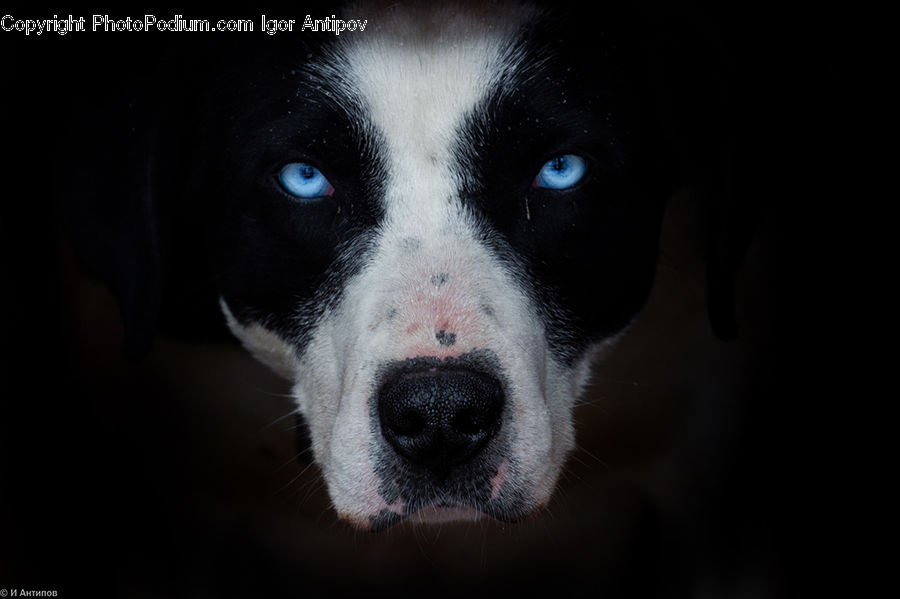 Animal, Pet, Canine, Collie, Dog, Mammal, Pointer