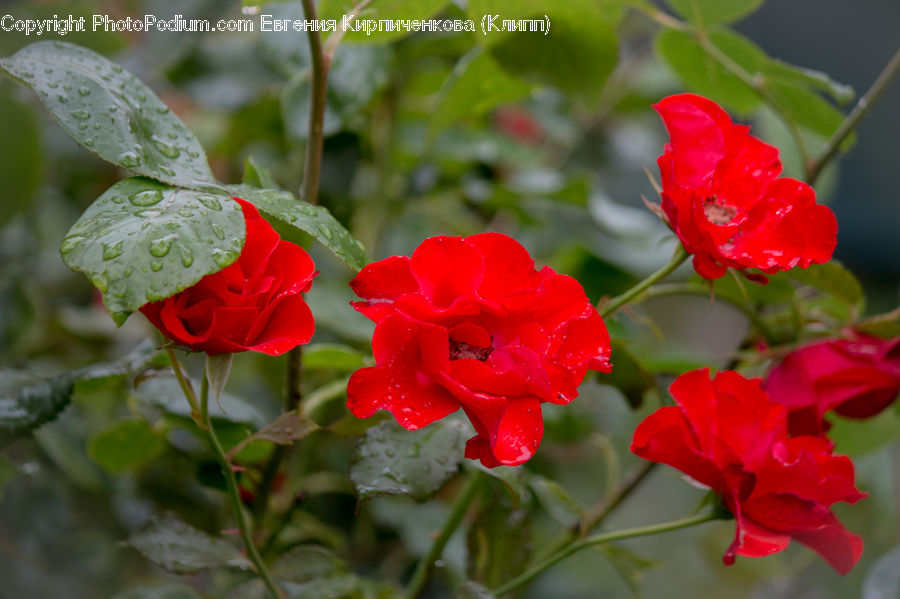 Blossom, Flora, Flower, Geranium, Plant, Carnation, Petal