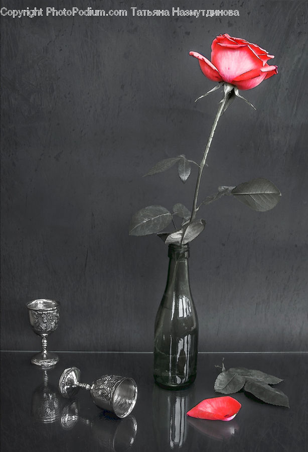 Blossom, Flower, Plant, Rose, Glass, Goblet, Flora