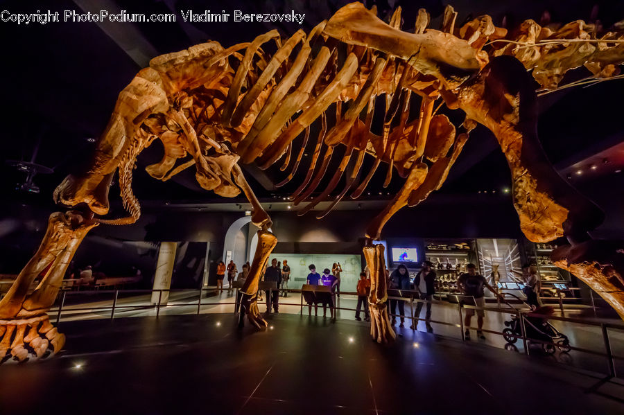 Skeleton, Dinosaur, Bicycle, Bike, Vehicle, Bar Counter, Pub