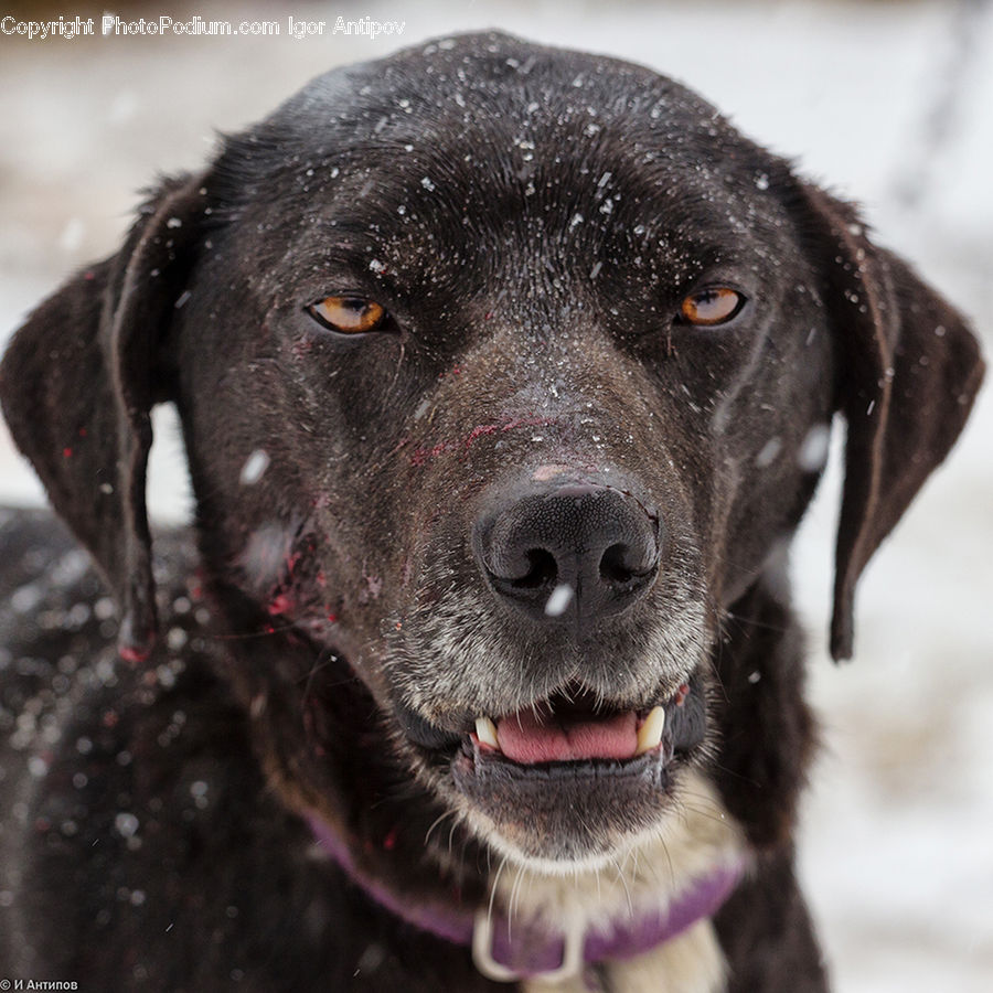Animal, Canine, Dog, Labrador Retriever, Mammal, Pet, Pointer